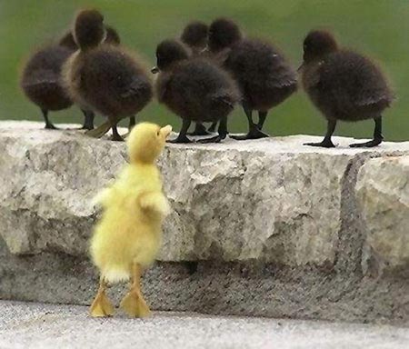 many black ducklings turned away from a single yellow duckling, who is trying to reach them